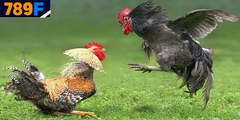 Trang Đá Gà Uy Tín – Lựa Chọn Hàng Đầu Cho Dân Cá Cược